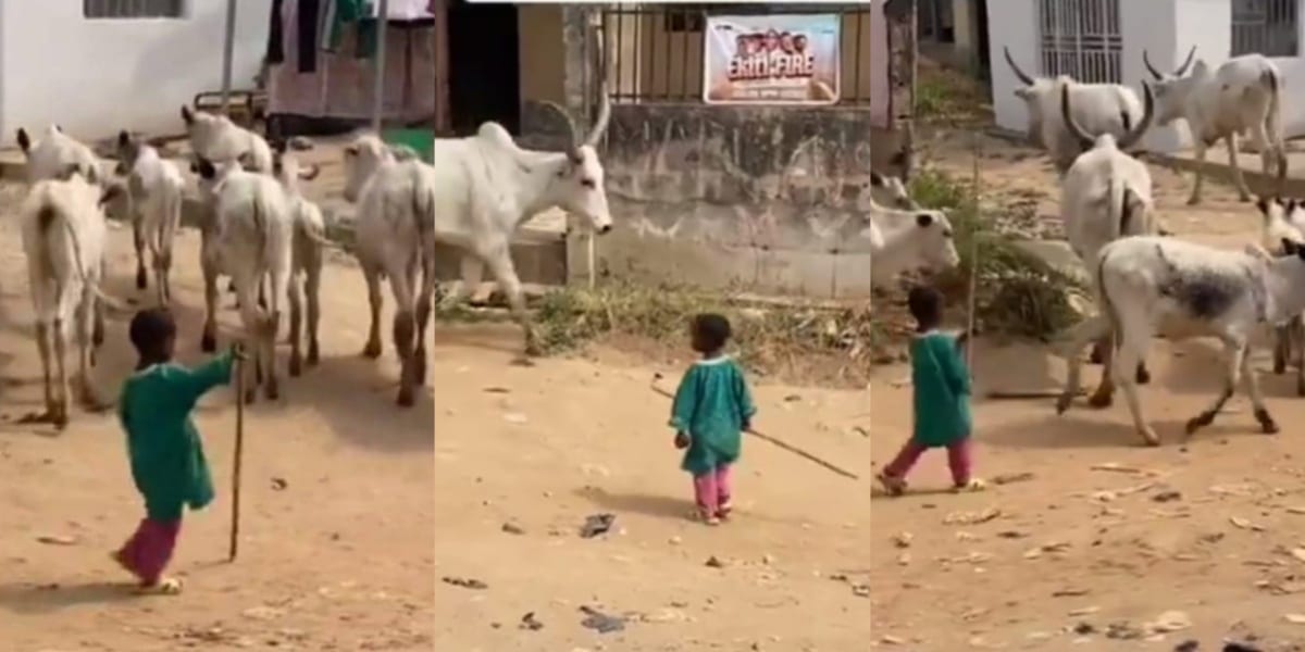 Viral video of little boy herding cows sparks reactions online